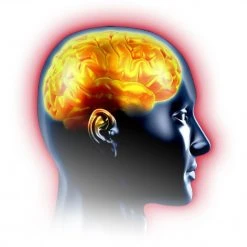 Ineldea CervoTonus Gélules Mémoire Et Concentration -Magasin TROTEC cervotonus gelules memoire et concentration 9681420 25080284 1140x1140 1